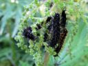 Araschnia_levana_larva_karttaperhonen_toukka_IMG_1399.JPG