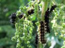 Araschnia_levana_larva_karttaperhonen_toukka_IMG_1403.JPG