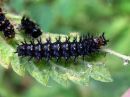 Araschnia_levana_larva_karttaperhonen_toukka_IMG_3340.jpg