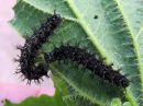 Araschnia_levana_larva_karttaperhonen_toukka_IMG_5770.jpg