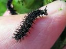 Araschnia_levana_larva_karttaperhonen_toukka_IMG_5772.jpg