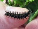 Araschnia_levana_larva_karttaperhonen_toukka_IMG_5773.jpg