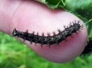 Araschnia_levana_larva_karttaperhonen_toukka_IMG_5776.jpg