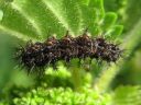 Araschnia_levana_larva_karttaperhonen_toukka_IMG_5997.JPG