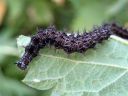 Araschnia_levana_larva_karttaperhonen_toukka_IMG_6215.JPG