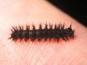 Araschnia_levana_larva_karttaperhonen_toukka_IMG_8742.JPG