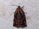 Tiedostonimi=Archips_oporanus_male_mantyrullakaariainen_koiras_IMG_3608.jpg
Tiedostokoko=88kt
Koko=600x450
Lisätty=11.04.2018 Archips_oporanus_male_mantyrullakaariainen_koiras_IMG_3608.jpg