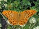 Argynnis_paphia_keisarinviitta_IMG_1283.jpg