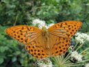 Argynnis_paphia_keisarinviitta_IMG_1298.jpg