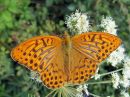 Argynnis_paphia_keisarinviitta_IMG_1300.jpg