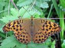 Argynnis_paphia_keisarinviitta_IMG_4394.jpg