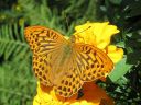 Argynnis_paphia_keisarinviitta_IMG_6592.jpg