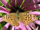 Argynnis_paphia_keisarinviitta_IMG_8493.jpg