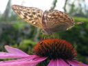 Argynnis_paphia_keisarinviitta_IMG_8515.jpg