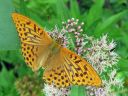 Tiedostonimi=Argynnis_paphia_keisarinviitta_IMG_9352.jpg
Tiedostokoko=76kt
Koko=600x450
Lisätty=27.02.2011 Argynnis_paphia_keisarinviitta_IMG_9352.jpg