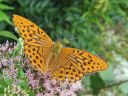 Argynnis_paphia_keisarinviitta_IMG_9355.jpg