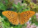 Argynnis_paphia_keisarinviitta_IMG_9356.jpg