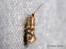 Argyresthia_abdominalis__kirjosilmukoi_8_8_2015.JPG