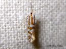 Argyresthia_abdominalis_kirjosilmukoi_8_8_2015_28229.JPG