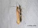 Argyresthia_aurulentella_kultasilmukoi_21_7_2017.jpg