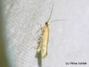 Argyresthia_aurulentella_kultasilmukoi_6_7_2014_.jpg