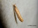 Argyresthia_aurulentella_kultasilmukoi_8_7_2017.jpg