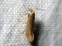 Argyresthia_aurulentella_kultasilmukoi_IMG_0985.JPG