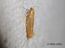 Argyresthia_bergiella_kerkkasilmukoi_8_7_2017.jpg