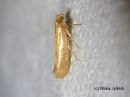 Argyresthia_bergiella_kerkkasilmukoi_8_7_2017_28229.jpg