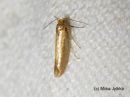 Argyresthia_bergiella_kerkkasilmukoi_8_7_2017_28329.jpg