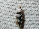 Argyresthia_brockeella_taplatarhakoi_IMG_2031.jpg