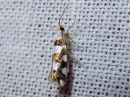 Argyresthia_brockeella_taplatarhakoi_IMG_2036.jpg