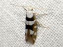 Argyresthia_brockeella_taplatarhakoi_IMG_7828.JPG