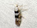 Argyresthia_brockeella_taplatarhakoi_IMG_7831.JPG