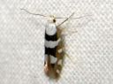 Argyresthia_brockeella_taplatarhakoi_IMG_7847.JPG