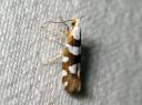 Argyresthia_brockeella_taplatarhakoi_IMG_7848.JPG