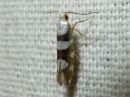 Argyresthia_brockeella_taplatarhakoi_IMG_8095.jpg