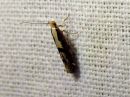 Argyresthia_conjugella_pihlajanmarjakoi_IMG_0430.jpg