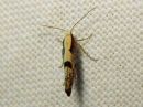 Argyresthia_conjugella_pihlajanmarjakoi_IMG_0586.jpg