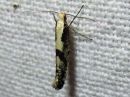 Argyresthia_conjugella_pihlajanmarjakoi_IMG_3098.jpg