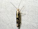 Argyresthia_conjugella_pihlajanmarjakoi_IMG_5712.JPG