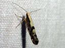 Argyresthia_conjugella_pihlajanmarjakoi_IMG_6190.JPG