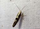 Argyresthia_conjugella_pihlajanmarjakoi_IMG_6567.JPG