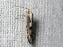 Argyresthia_conjugella_pihlajanmarjakoi_IMG_7841.JPG