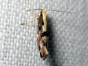 Argyresthia_conjugella_pihlajanmarjakoi_IMG_9085.JPG