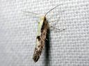 Argyresthia_conjugella_pihlajanmarjakoi_IMG_9451.JPG