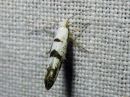 Argyresthia_curvella_omenatarhakoi_IMG_0106.jpg