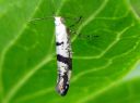 Argyresthia_curvella_omenatarhakoi_IMG_8336.JPG