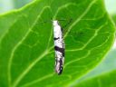 Argyresthia_curvella_omenatarhakoi_IMG_8339.JPG