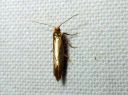 Argyresthia_glabratella_kuusisilmukoi_IMG_5822.JPG